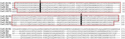 Characterization of a novel cell wall hydrolase CwlE involved in Bacillus thuringiensis subsp. israelensis mother cell lysis